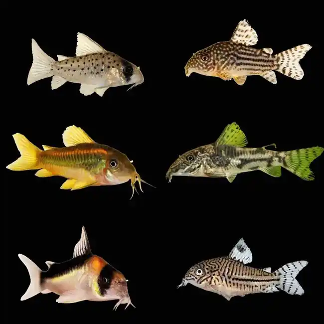 (3 Pack) Mystery Cory Catfish (Freshwater) Fish - SAQ Chicago Fish