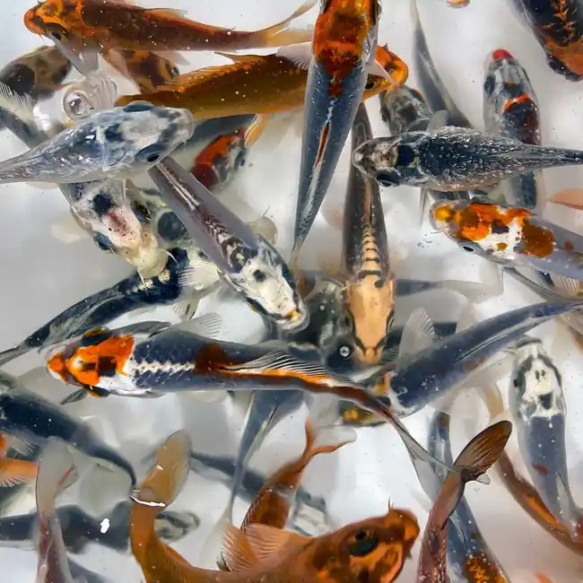 Ghost Koi 3-4" (Freshwater) Fish - Chicago