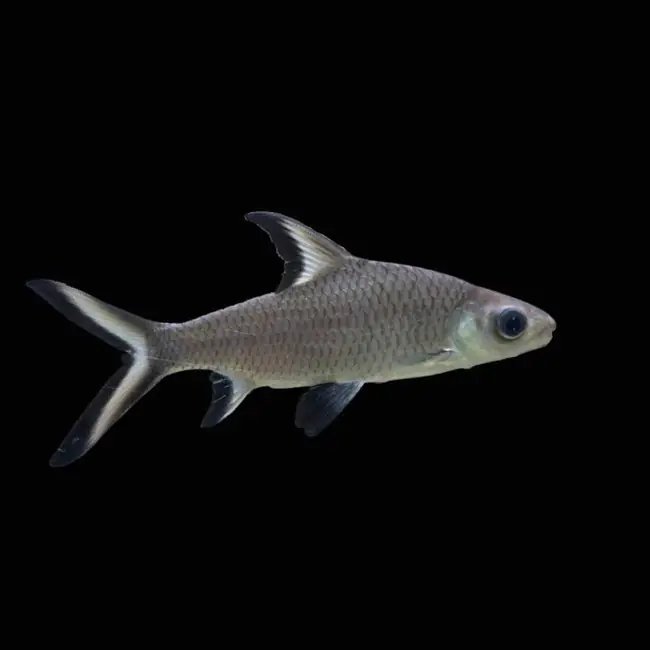 Bala Shark (Freshwater) Fish - SAQ Chicago Fish