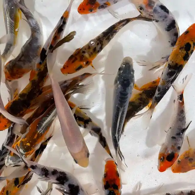 Koi 4-5" (Freshwater) Fish - Chicago
