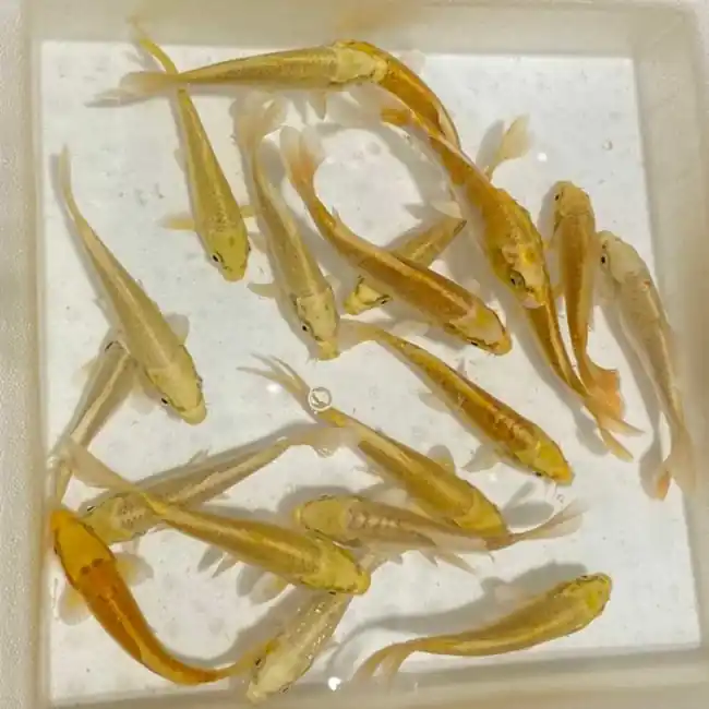 Koi Fancy Ogon Yamabuki 5-6" (Freshwater) Fish - Chicago