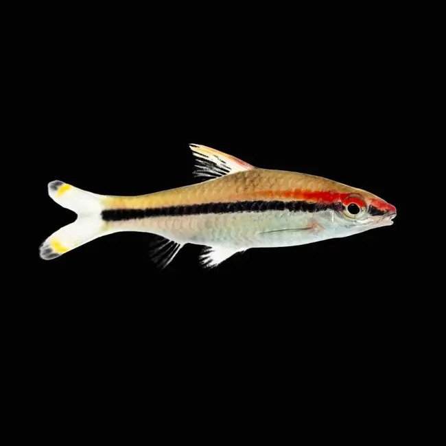 (12 Pack) Denison Barb (Freshwater) Fish - SAQ Chicago Fish
