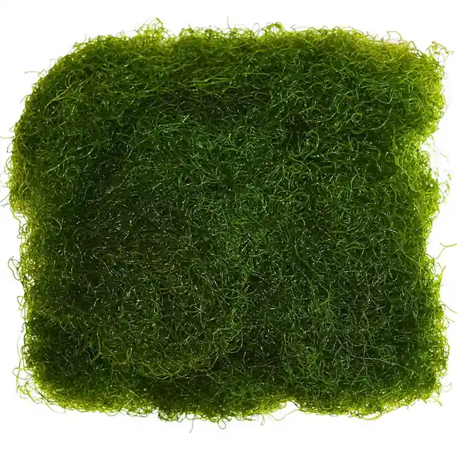 Chaeto (Spaghetti Algae) Chaetomorpha - By The Pound