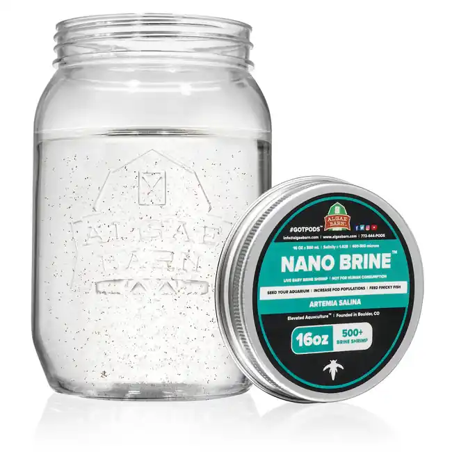 Nano Brine Live Baby Artemia 500+ (16 oz) - Algae Barn