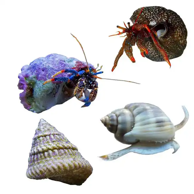 25 Gallon Beginner Reef Cleanup Crew - Clean Up Crews