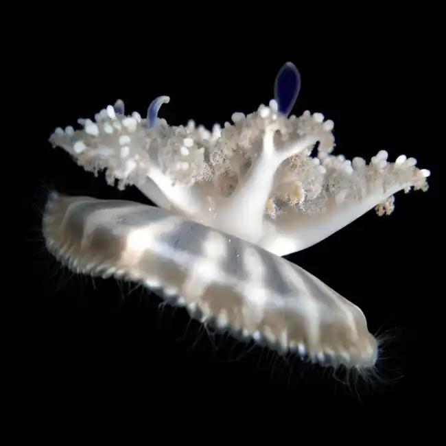 Upside Down Jellyfish (Cassiopea sp.) - Cleanup Crew