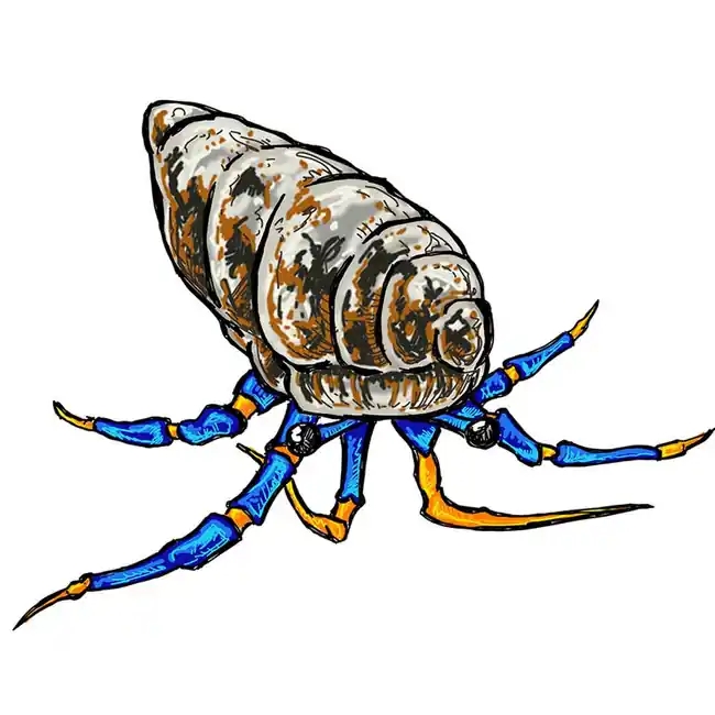 (25) Pack Blue Legged Hermit Crabs (Clibanarius sp) - Cleanup Crew