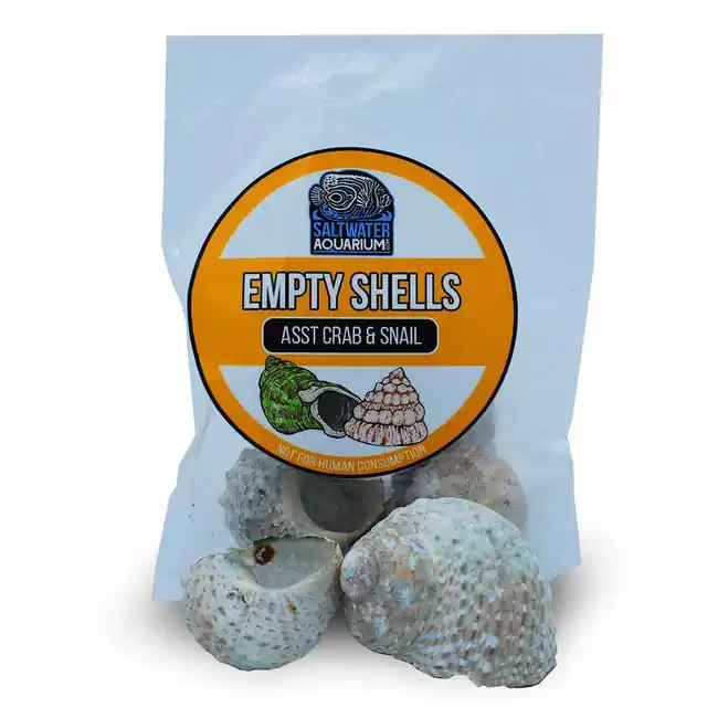 (5) Large Standard Shaped Turbinate Sterilized Aquarium Safe Empty Shells - SaltwaterAquarium