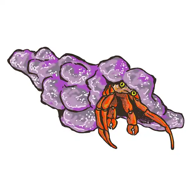 (10) Pack Scarlet Reef Hermit Crabs (Paguristes cadenati) - Cleanup Crew