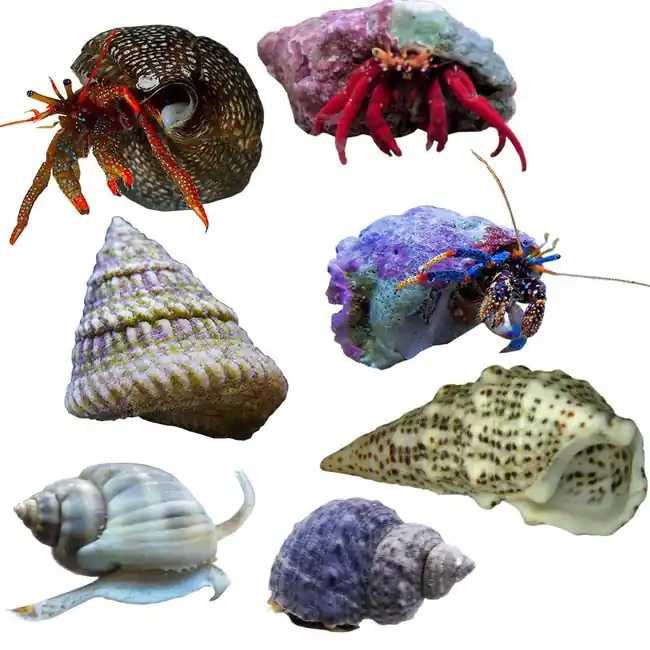 10 Gallon Standard NANO Reef Cleanup Crew - Clean Up Crews