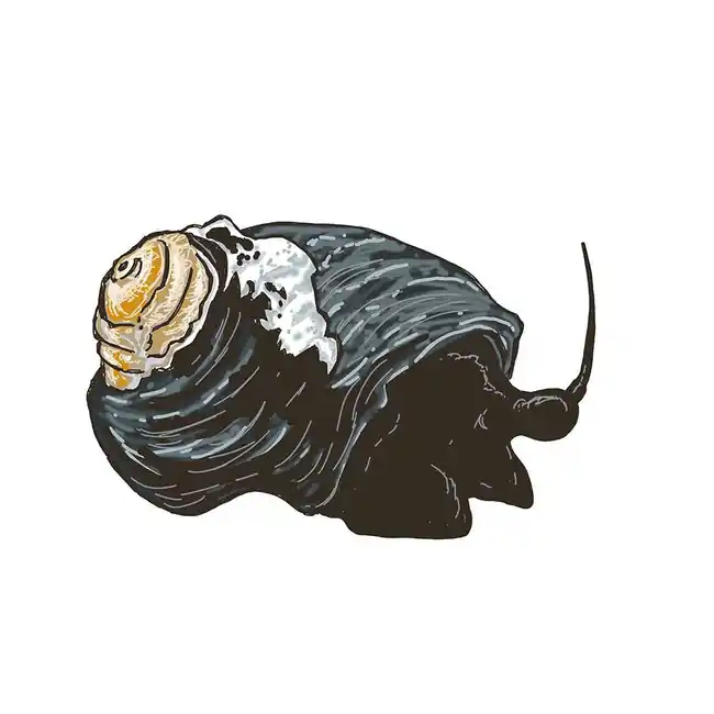 (10) Pack Black Margarita Snail (Margarites pupillus) - Cleanup Crew