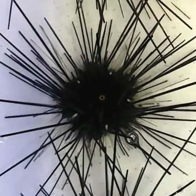 Black Long Spine Sea Urchin - Cleanup Crew