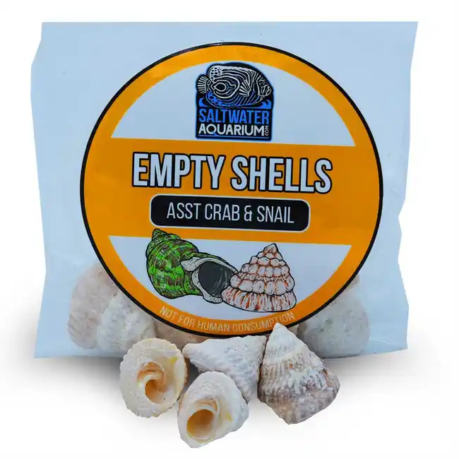 (10) Medium Standard Shaped Trochoid Sterilized Aquarium Safe Empty Shells - SaltwaterAquarium