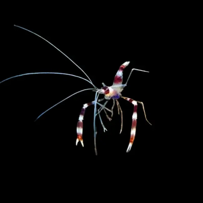 Coral Banded Shrimp (Stenopus hispidus) - Cleanup Crew