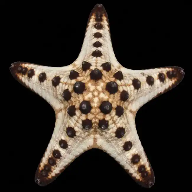 Chocolate Chip Starfish (Protoreaster nodosus) - Cleanup Crew