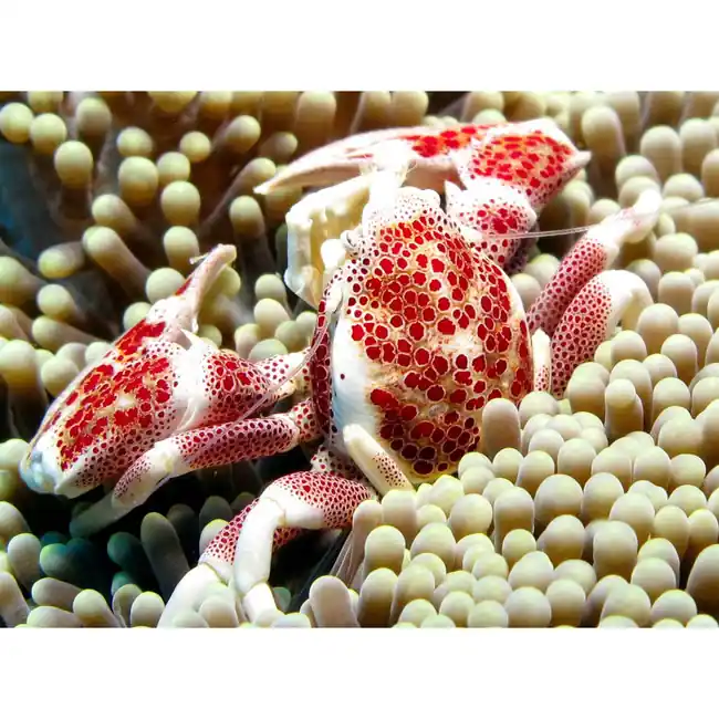 Porcelain Crab (Petrolisthes galathinus) - Cleanup Crew