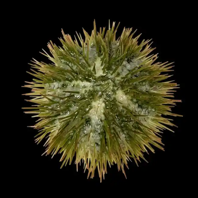 Large Pincushion Sea Urchin (Lytechinus sp.) - Cleanup Crew