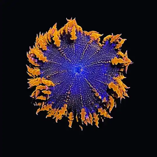 Large Orange Rock Flower Anemone Coral (3" to 5") - SAQ Coral Farm