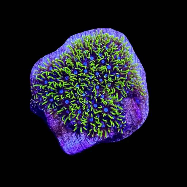 Neon Green Star Polyp Coral - SAQ Coral Farm