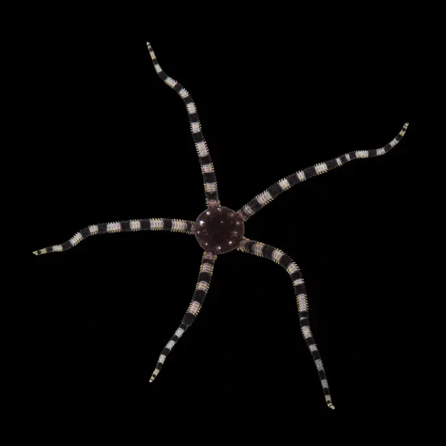 Serpent Starfish (Ophioderma spp.) - Cleanup Crew