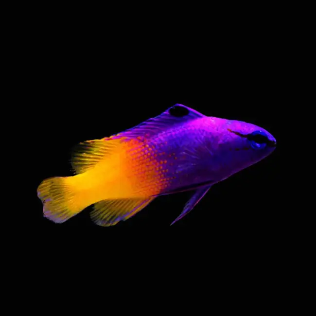 Royal Gramma (Gramma Loreto) - SAQ Chicago Fish