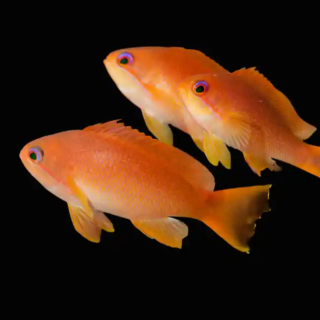 Anthias Lyretail (Pseudanthias Squamipinnis) - SAQ Chicago Fish