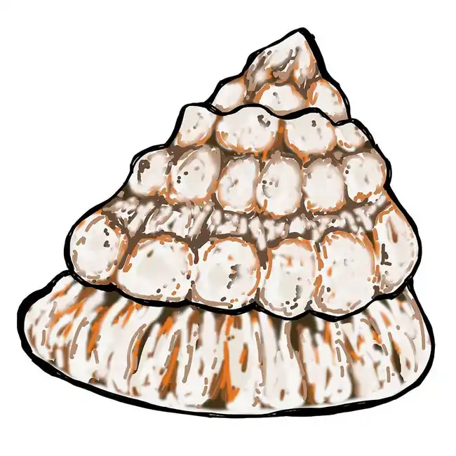 (25) Pack Astrea Snails (Astraea tecta) - Cleanup Crew