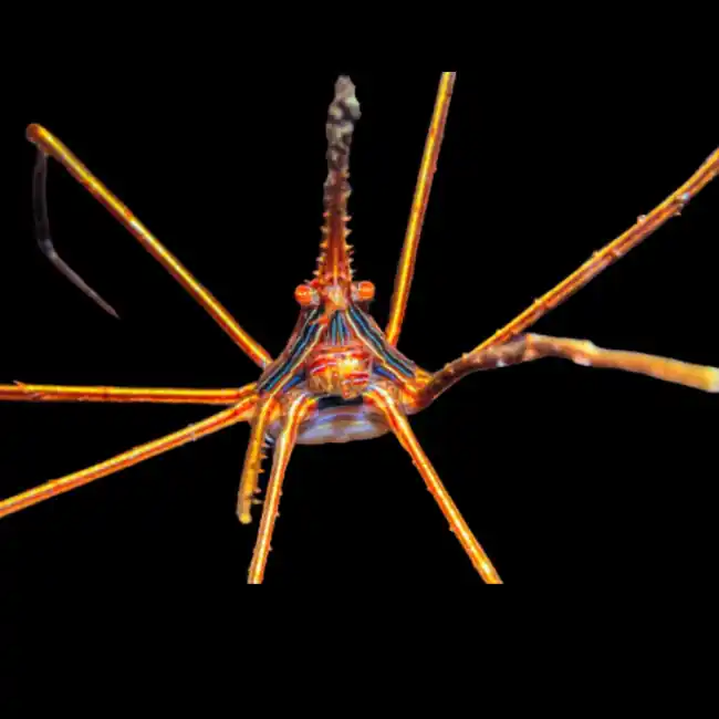 Arrow Crab (Stenorhynchus seticornis) - Cleanup Crew