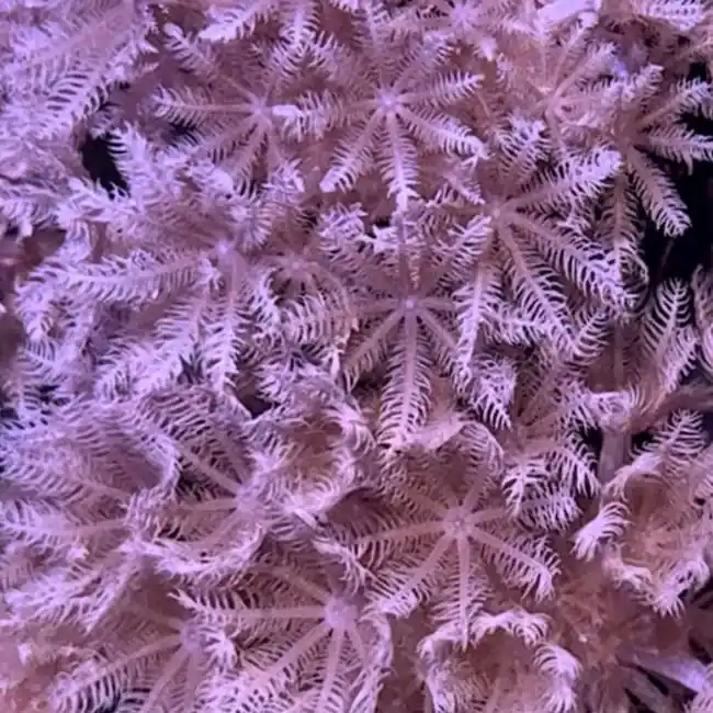 Pulsing Xenia Coral - SAQ Coral Farm