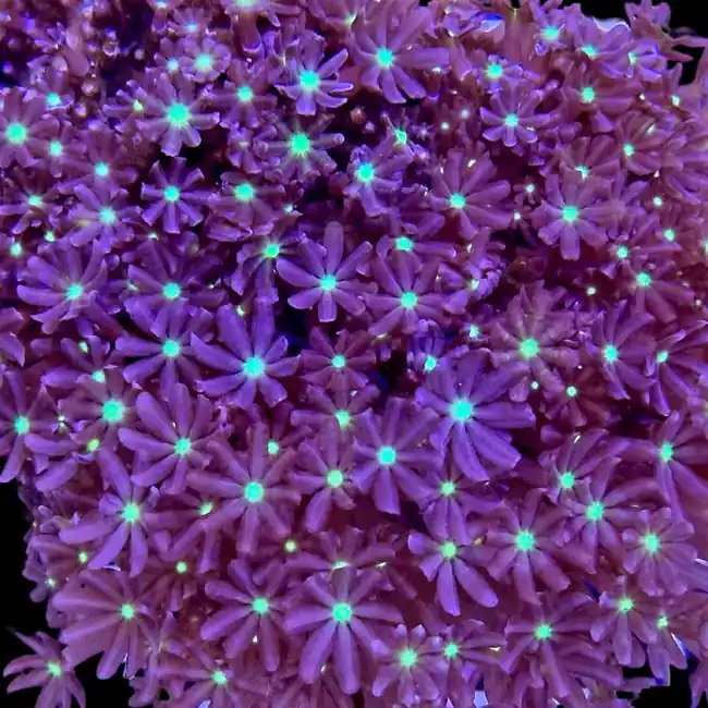 Daisy Polyp Cloves Coral - SAQ Coral Farm