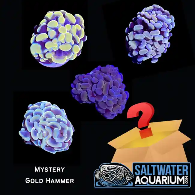 Mystery Gold Hammer Coral (3/4" - 1") - SAQ Coral Farm