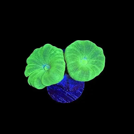 Kryptonite Candy Cane Coral - SAQ Coral Farm