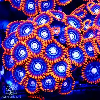 ACI Cultured Fire and Ice Zoanthids - SAQ Coral Farm