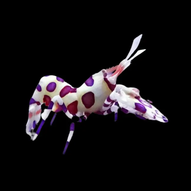 Harlequin Shrimp (Hymenocera picta) - Cleanup Crew