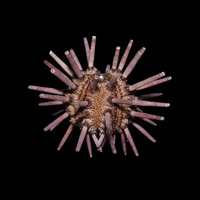 Pencil Urchin (Eucidaris sp.) - Cleanup Crew