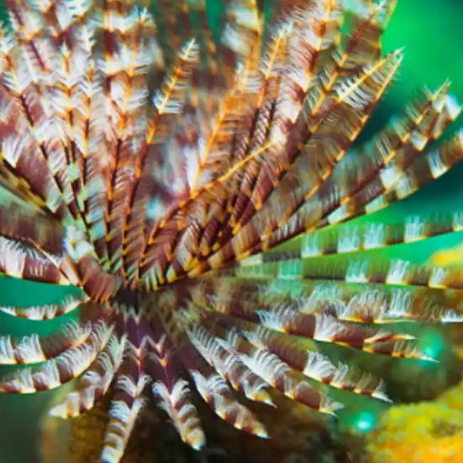 Feather Duster Worm - SAQ Coral Farm