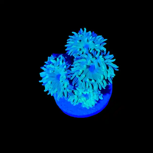 Duncan Coral (1" - 2") 3 - 4 Heads - SAQ Coral Farm