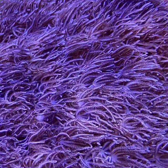 Blue Xenia Coral - SAQ Coral Farm
