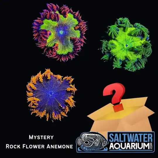 One Random Mystery Rock Flower Anemone Coral (3/4" - 5") - SAQ Coral Farm