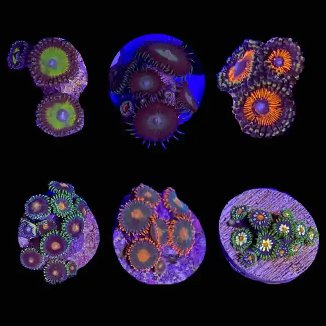 Mystery Zoanthid (3/4" - 1") - SAQ Coral Farm