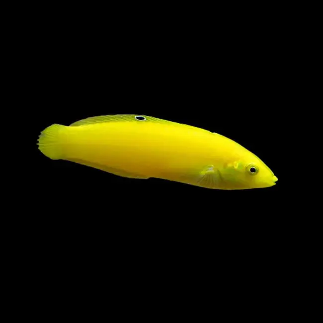 Yellow Coris Wrasse (Halichoeres chrysus) - SAQ Chicago Fish