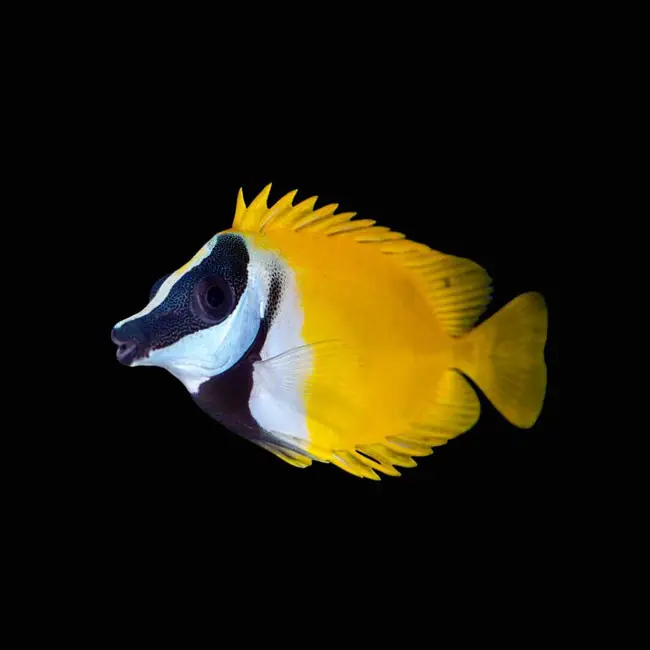 Foxface Rabbitfish (Siganus Vulpinus) - SAQ Chicago Fish