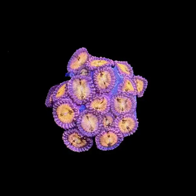 Pixie Dust Zoanthids - SAQ Coral Farm