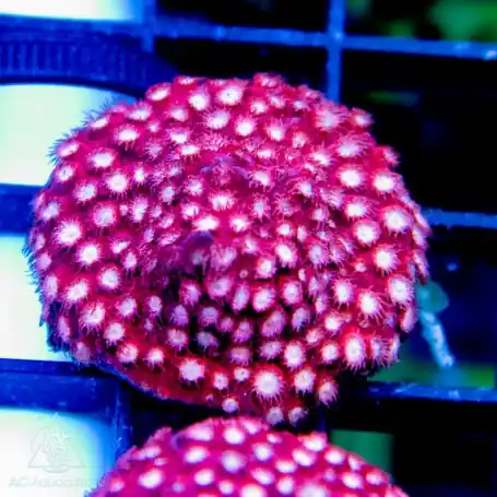 ACI Cultured Bubblemint Cyphastrea (3/4" - 1") - SAQ Coral Farm