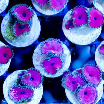 ACI Cultured Purple Urple Palythoa - SAQ Coral Farm