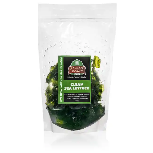 4 oz CleanSea Lettuce (Ulva Lactuta) - Algae Barn