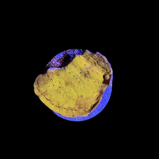 24k Gold Leptoseris Coral (3/4" - 1") - SAQ Coral Farm