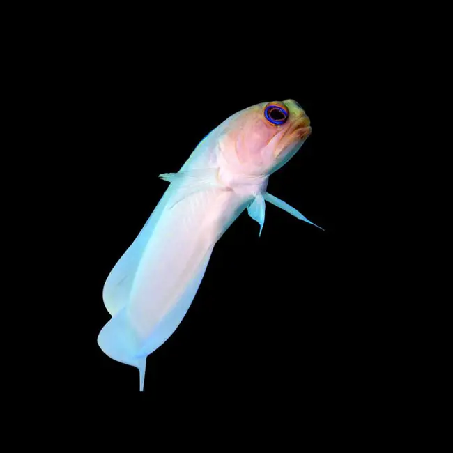 Yellowhead Pearly Jawfish (Opistognathus aurifrons) - SAQ Chicago Fish