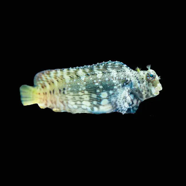 (3 Pack) Lawnmower Blenny (Salarias Fasciatus) - SAQ Chicago Fish