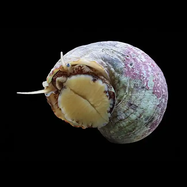 (10) Pack Tropical Turbo Snail (Turbo bruneus) - Cleanup Crew